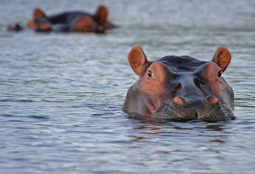 The word das Flusspferd finds its etymology in the Greek language.