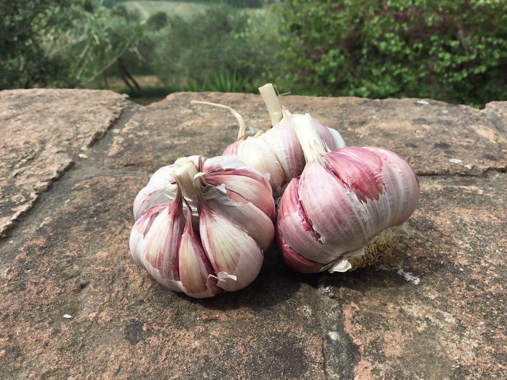aglio garlic for recipes