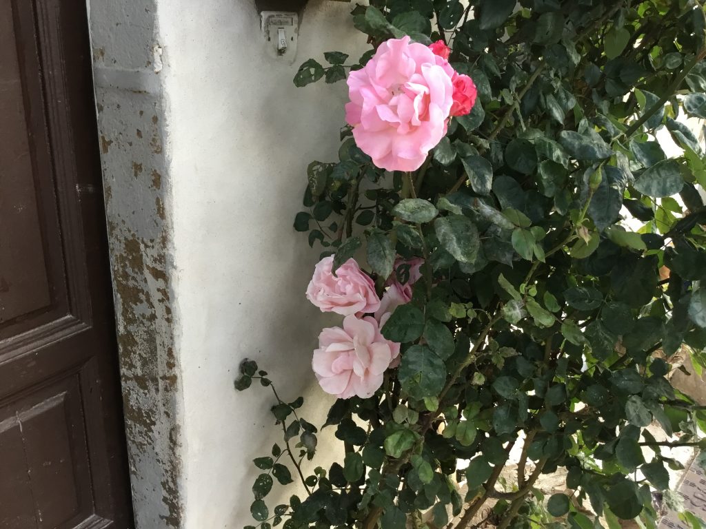 pink roses