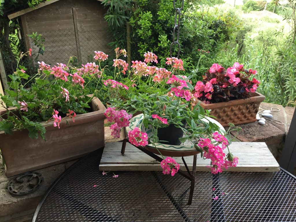 flowers on terrace