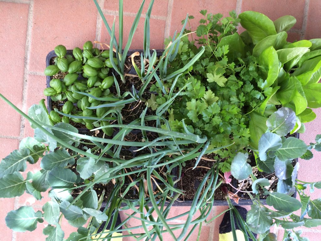 herbs