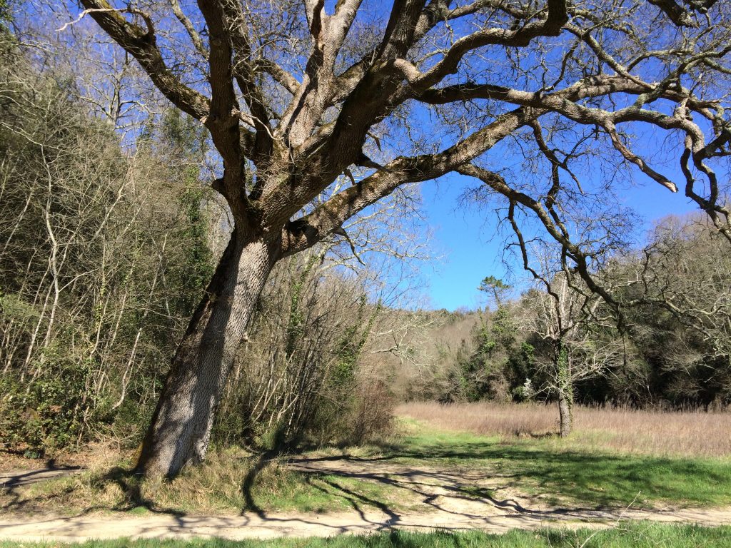 Untranslatable word italian tree