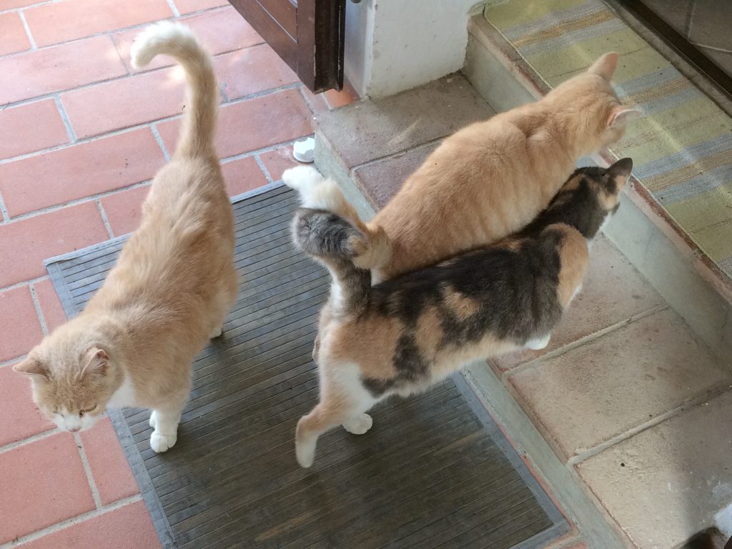 cats waiting for "la gattara."