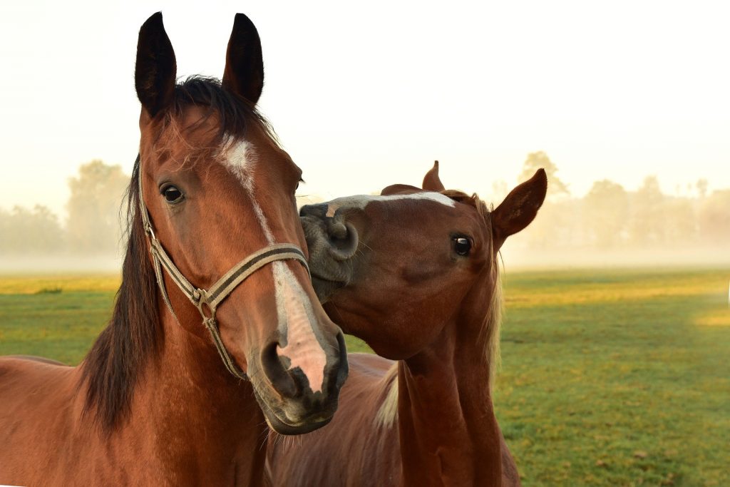 two affectionate horses. 2 cavalli affettuosi.